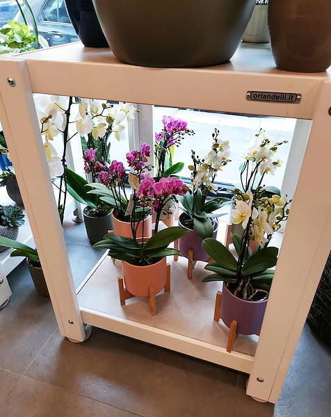 L’Oasi dei fiori a Milano si rinnova con un layout giovane ed elegante