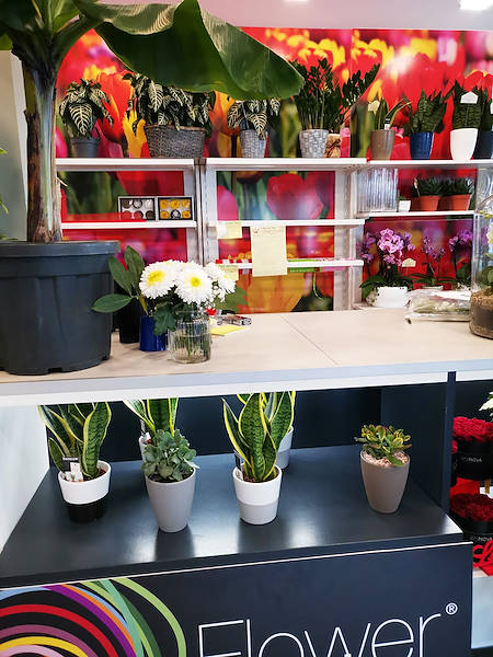 L'Oasi dei fiori de Milan fait peau neuve avec un aménagement jeune et élégant