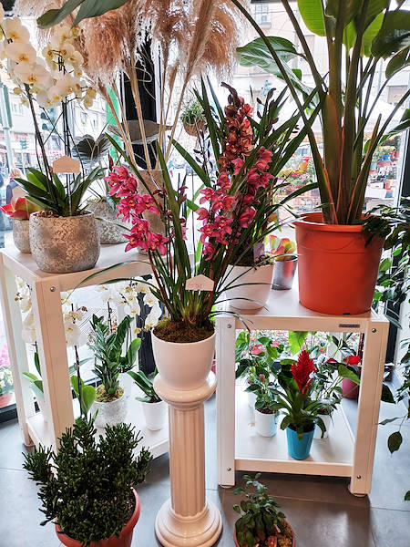 L'Oasi dei fiori de Milan fait peau neuve avec un aménagement jeune et élégant