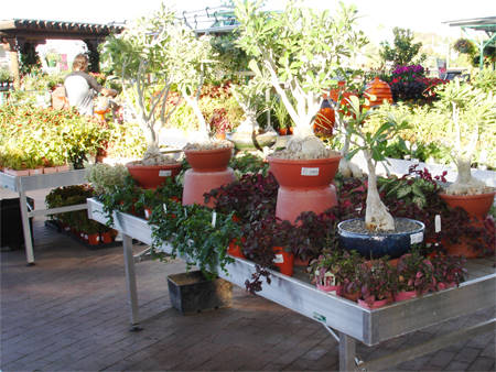 Mesquite Valley Growers Nursery - Self Watering Tables