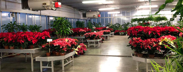 Nouveau concept d'exposition pour Legnaia Vivai