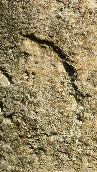 Nuestro Googlejardín