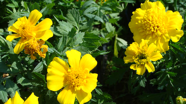 Nuestro Googlejardín