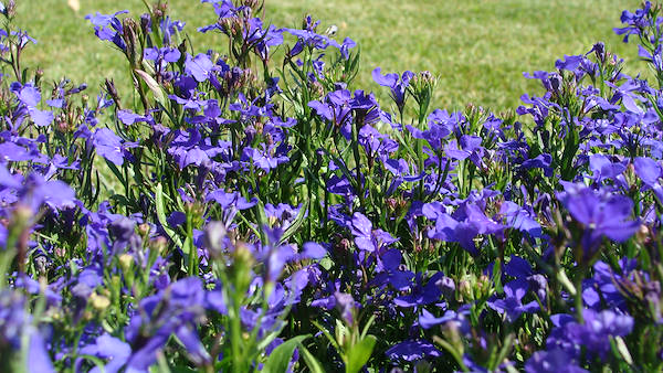 Nuestro Googlejardín