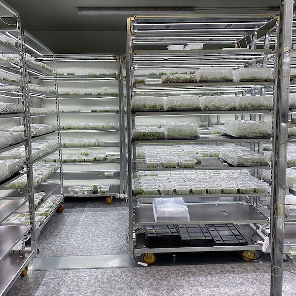Carrello DC con kit luci led per GERMINAZIONE E INNESTO