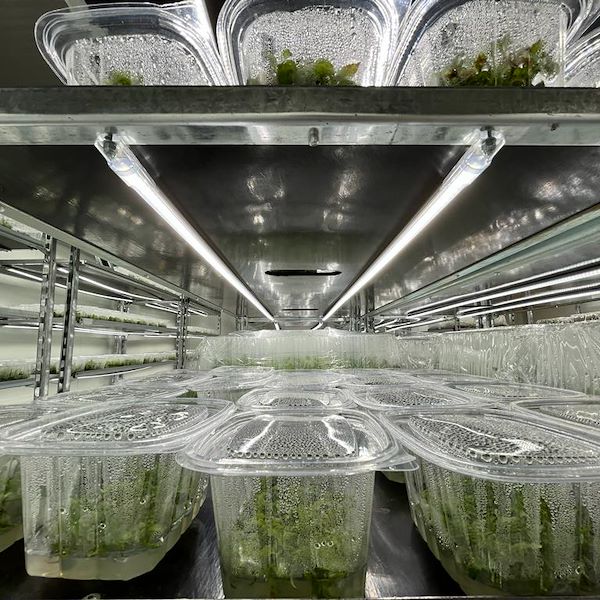 Chariot DC avec kit d'éclairage LED pour GERMINATION ET GREFFAGE