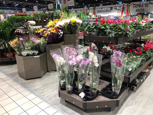 Personnalisation couleur ligne en bois AMOR