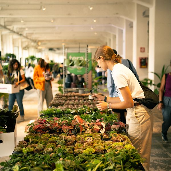 Orlandelli et Piantala : Le mobilier pour vivre la jungle en ville