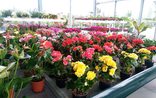 Pépinière Cucco, aménagement de la surface intérieure