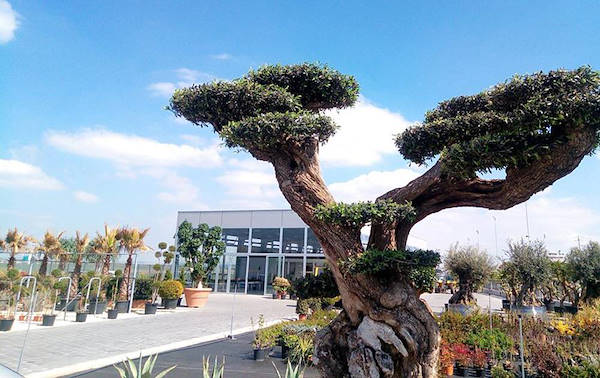 Pépinière Cucco, aménagement de la surface intérieure