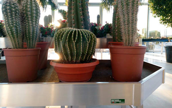 Pépinière Cucco, aménagement de la surface intérieure