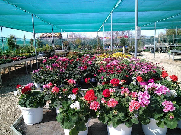 Pépinière La Roubine - Arles