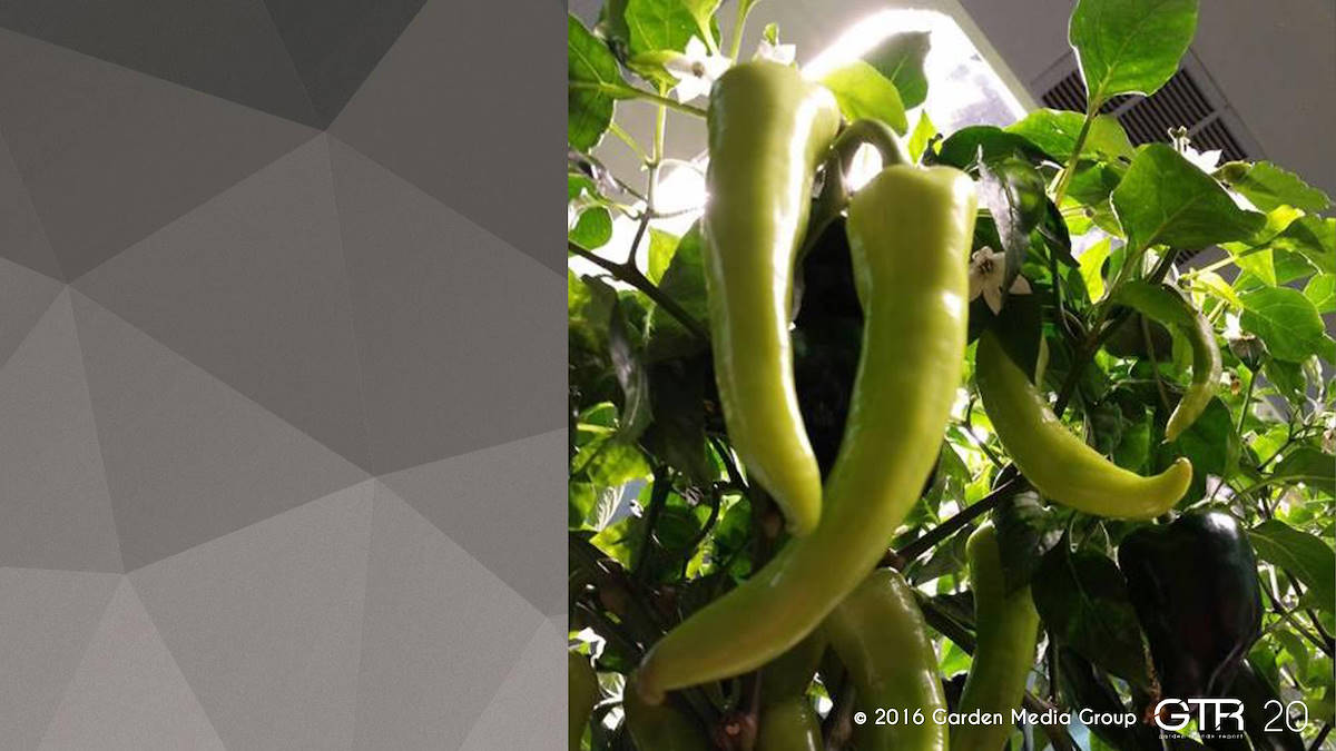 Recherche Tendance Jardins 2017