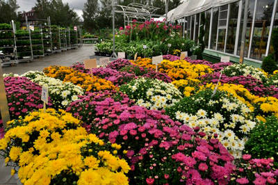 RUSSIE – MOSCOU - Ouverture officelle de la Jardinérie nouveau format!