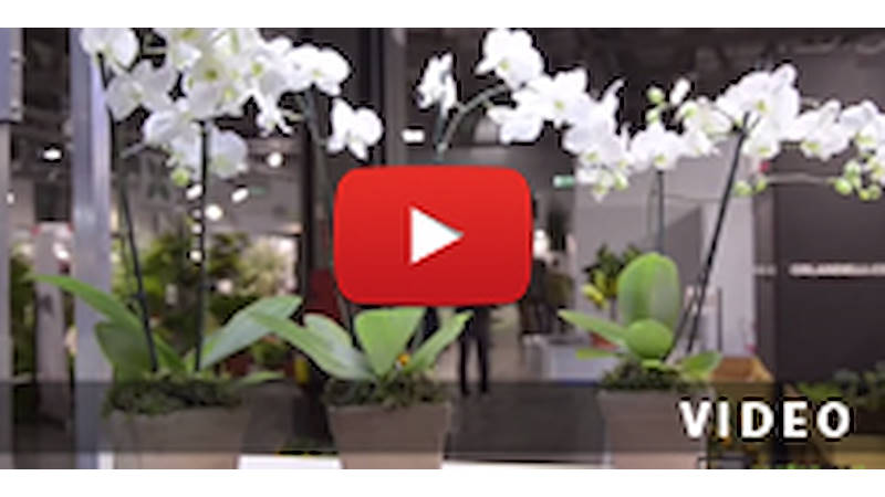 Tables-présentoirs avec éclairage LED pour phalaenopsis