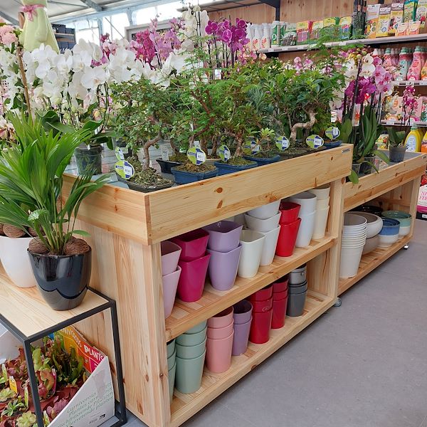 La Inauguración - El Centro de Jardinería Il Tulipano