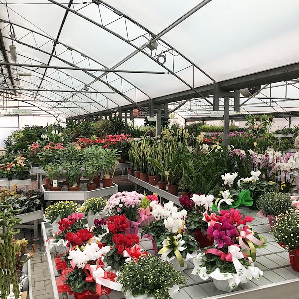 Il nuovo volto del Garden Frediani