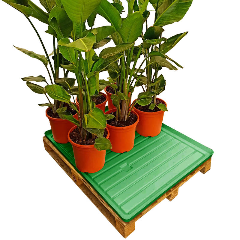 Water tray for GMA pallets